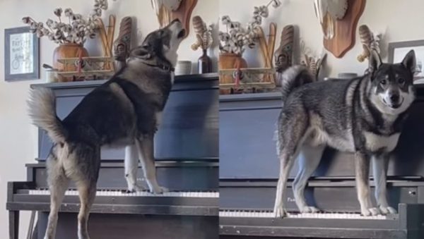 Βίντεο: Viral o σκύλος που παίζει πιάνο και… τραγουδά