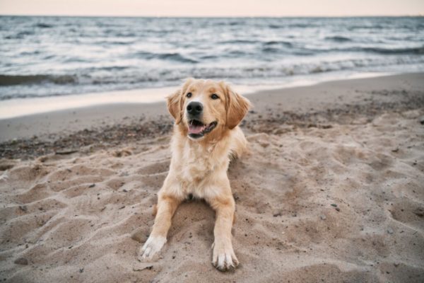 Σκύλος και θάλασσα: Τι να κάνετε με τα τσιμπήματα μέσα στο νερό