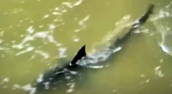 Τέξας: Βίντεο καταγράφει καρχαρία που επιτέθηκε σε λουόμενους την 4η Ιουλίου