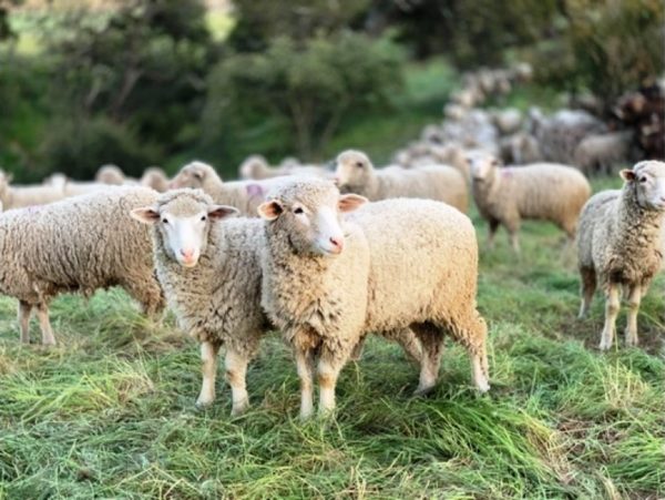 Ελληνική Κτηνιατρική Εταιρία: Άμεση συνεργασία όλων για την εκρίζωση της πανώλης των μικρών μηρυκαστικών