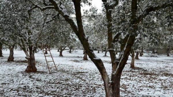 Καιρός: Χιόνια σε χαμηλά υψόμετρα το Σάββατο – Πρόγνωση από την Ν. Ζιακοπούλου